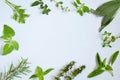 Fresh Spicy and medicinal herbs on white background. Border from various herb - rosemary, oregano, sage, marjoram, basil, thyme,