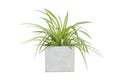 Fresh Spider Plant or Chlorophytum bichetii Karrer Backer with drops in cement pot isolated on white background.