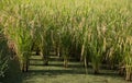 Fresh spike ears of rice paddy in the rice field Royalty Free Stock Photo
