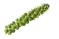 Fresh spike of green brussels sprouts on a stalk