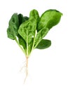 Fresh spinach Royalty Free Stock Photo