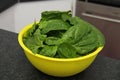 Fresh spinach in a bowl