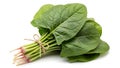 Fresh Spinach Bunch Isolated on White Royalty Free Stock Photo