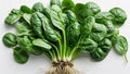 Fresh spinach bunch with round leaves and visible root ends arranged upright on white background Royalty Free Stock Photo