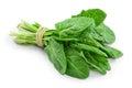 Fresh spinach bundle isolated on white background