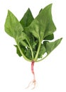 Fresh spinach bush Royalty Free Stock Photo