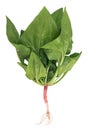 Fresh spinach bush Royalty Free Stock Photo