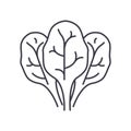Fresh spinach icon, linear isolated illustration, thin line vector, web design sign, outline concept symbol with
