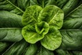 Fresh Spinach leaf top view. Generate Ai