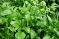 Fresh spinach leaves growing in vegetable garden - Spinacia