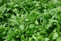 Fresh spinach leaves growing in vegetable garden - Spinacia