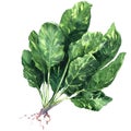 Fresh spinach leaves with root isolated, watercolor illustration on white