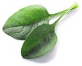 Fresh spinach leaves Spinacia oleracea isolated w clipping paths, top view