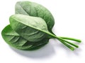 Fresh spinach leaves Spinacia oleracea isolated w clipping paths, top view