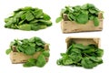 Fresh spinach leaves in a wooden box Royalty Free Stock Photo