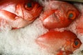 Fresh Splendid alfonsino Beryx splendens in Funchal fish market