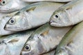 Fresh Sport-Bodied Mackerel for Cooking.