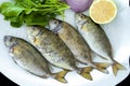 Fresh spotted spinefoot fish with rockets leaves served on white plate Royalty Free Stock Photo