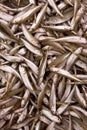 Fresh sprats Royalty Free Stock Photo