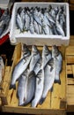 Fresh sprats on a market stall Royalty Free Stock Photo