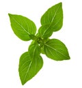 Fresh sprig of basil