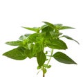 Fresh sprig of basil