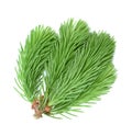 Fresh sprig of fir isolated on white background