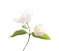 Fresh sprig of Jasmine (Philadelphus) with white flowers and bud isolated on white background. Selective focus