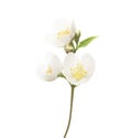 Fresh sprig of Jasmine (Philadelphus) with white flowers and buds isolated on white background. Selective focus
