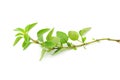Fresh sprig of oregano herb