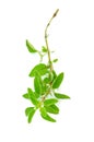 fresh sprig of oregano herb Royalty Free Stock Photo