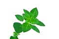 Fresh Sprig of Oregano Leaves Isolated Over White