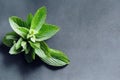 Fresh sprig with peppermint leaves close-up on a dark background