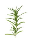 Fresh sprig of Rosemary isolated on white background