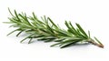 a fresh sprig of rosemary on a white background used for cooking and seasoning