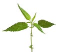 Fresh sprig of stinging nettle Urtica dioica isolated on white background