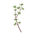 Fresh sprig of thyme, spices, close-up Royalty Free Stock Photo