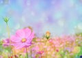 Fresh spring,autumn nature pink cosmos flower with bokeh background Royalty Free Stock Photo