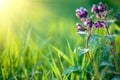 Fresh spring background Royalty Free Stock Photo