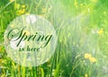 Fresh spring background. Concept greeting card with the inscription spring here. Soft focus photo of uncut green grass and sun li Royalty Free Stock Photo