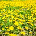 Fresh spring background of field yellow dandelions flower