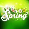 Fresh spring background with grass and flowers