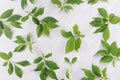 Fresh spring background - green foliage on soft light white wood board, top view, pattern.