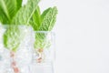 Fresh spring background - green mint twigs closeup in bottles on white soft wood background. Royalty Free Stock Photo