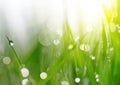 Fresh spring bokeh and green grass with dew drops. Royalty Free Stock Photo