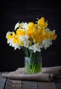 Fresh spring bright yellow daffodils flowers in a glass vase on dark background. Copy space