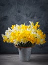 Fresh spring bright yellow daffodils flowers in metal pot on grey background. Copy space Royalty Free Stock Photo