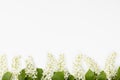 Fresh spring bunches of white bird cherry, green young leaves in sunlight as border on soft white color, copy space, top view.