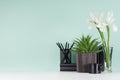 Fresh spring business workplace - black stationery, books, coffee cup, green aloe in pot, white flowers in vase on green mint. Royalty Free Stock Photo