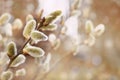 Fresh spring catkin branches Royalty Free Stock Photo